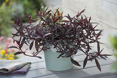  轻松超过前作！ 《羊蹄山之魂》OC站评分出炉